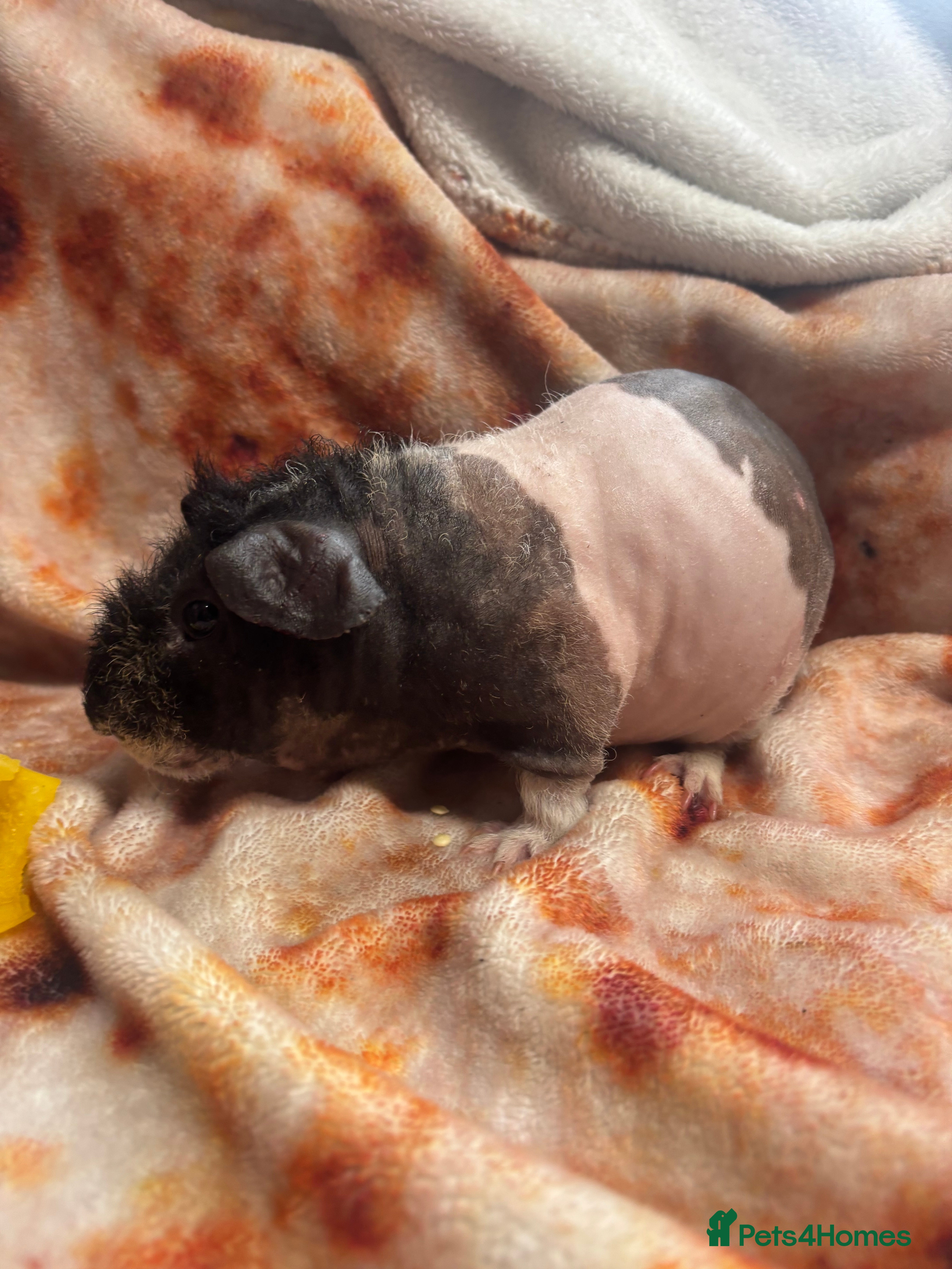 Guinea Pig rodents Handsome lupin the werewolf  - Advert 15