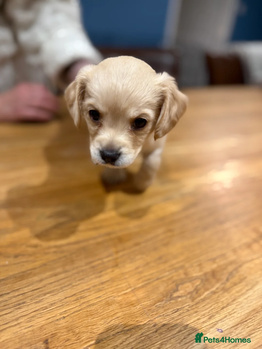 Mixed Breed dogs for sale: Chi-spaniels  - Advert 13