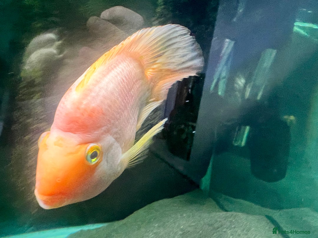 Cichlids fish for sale: Parrot Fish - Image 4