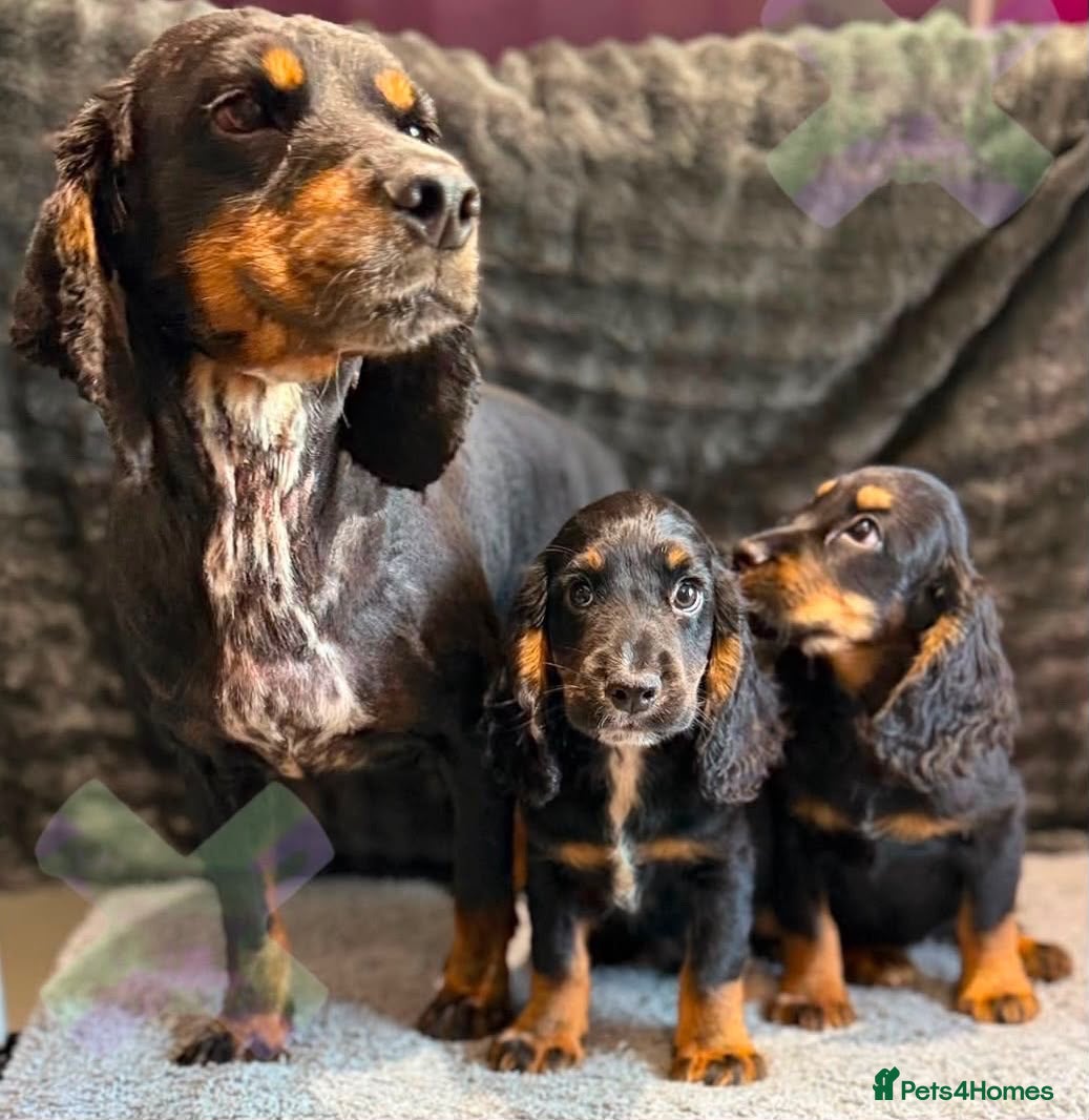 Cocker Spaniel dogs KC BLACK AND TAN boys 17 dna health tested clear  - Advert 1