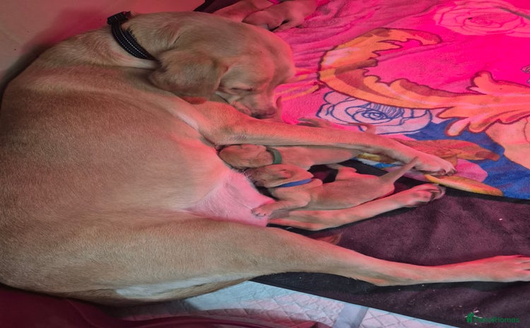 Labrador Retriever dogs - Advert 1