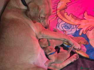 Labrador Retriever dogs Labrador Retriever Puppies KC Registered - Advert 12