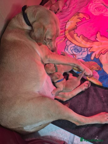 Labrador Retriever dogs - Advert 1