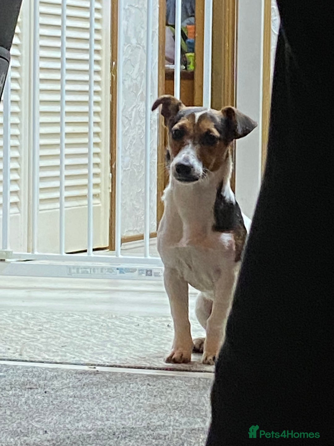 Jack Russell dogs for sale: Milo  - Advert 1