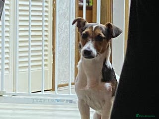 Jack Russell dogs Milo - Advert 1