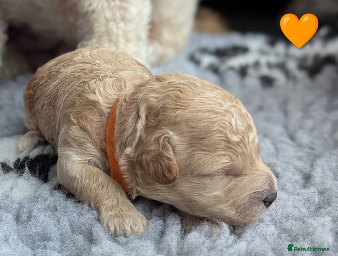 Poochon dogs for sale: 🐾 Adorable F1b Poochon Puppies - Ready November🐾 - Image 16