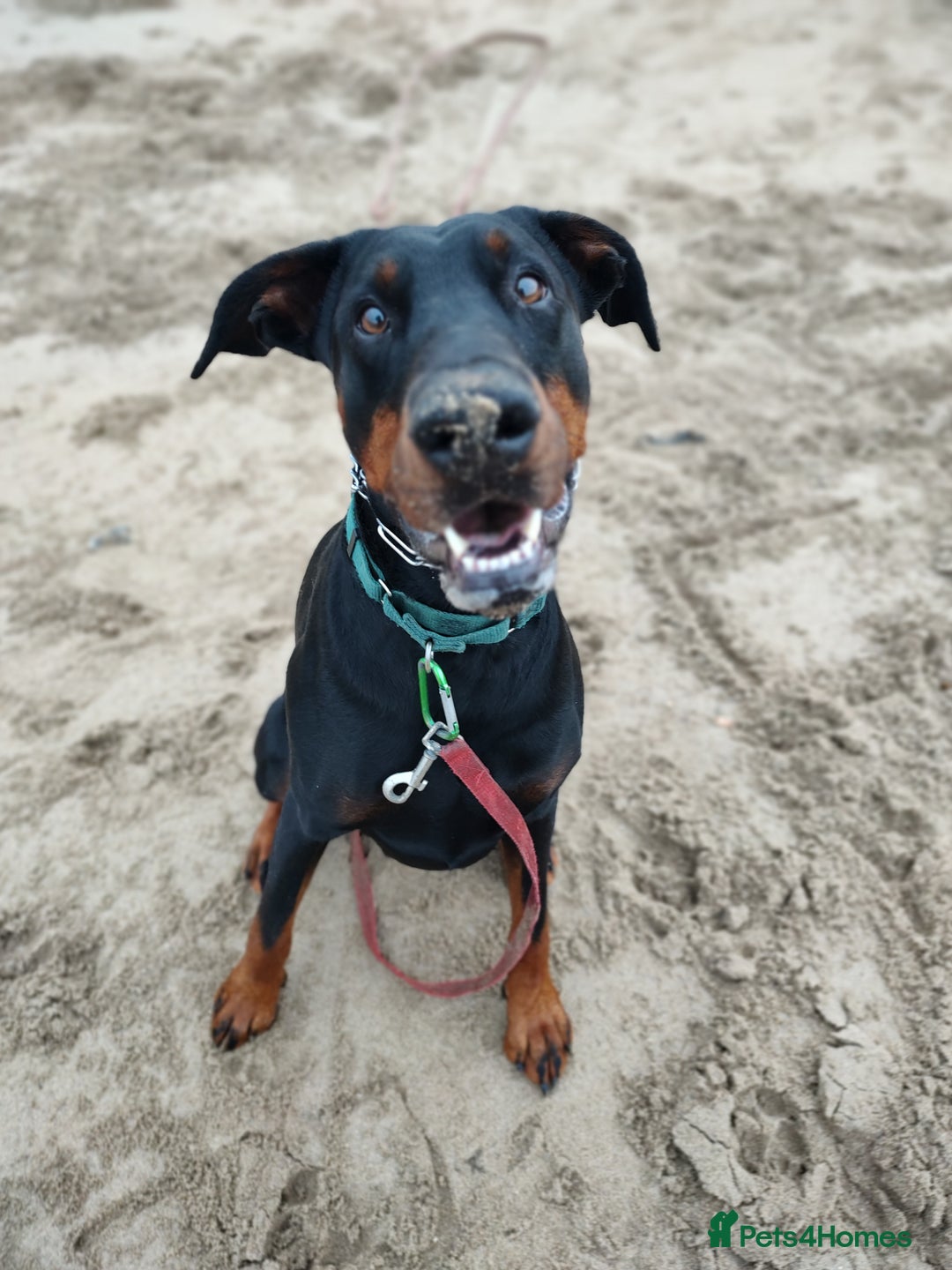 Dobermann dogs for sale: 4 year old Male Doberman looking for forever home - Image 22