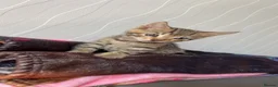 Bengal cats for sale: Bengal x kittens x3 males  - Advert 3
