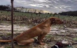 Labrador Retriever dogs for sale: Labrador Puppies Looking for Their Forever Homes!  - Image 25