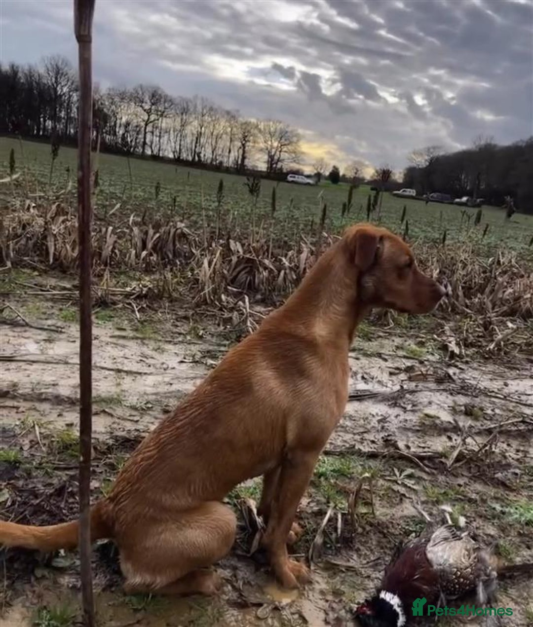 Labrador Retriever dogs for sale: Labrador Puppies Looking for Their Forever Homes!  - Image 25