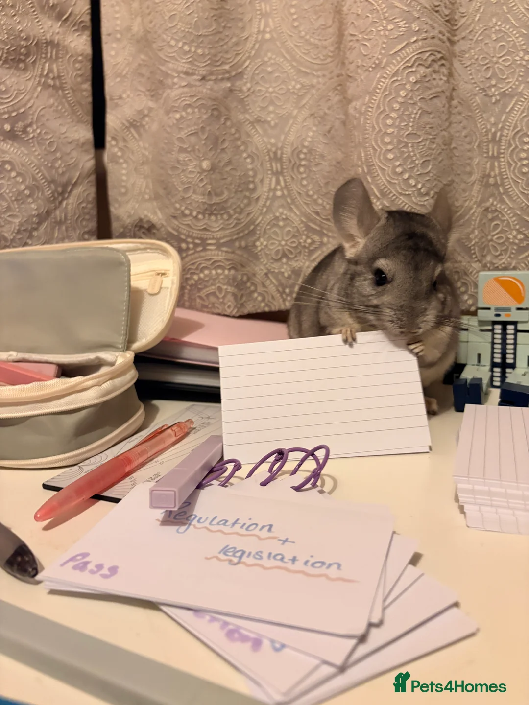 Chinchilla rodents for sale: Young female chinchilla - Advert 1