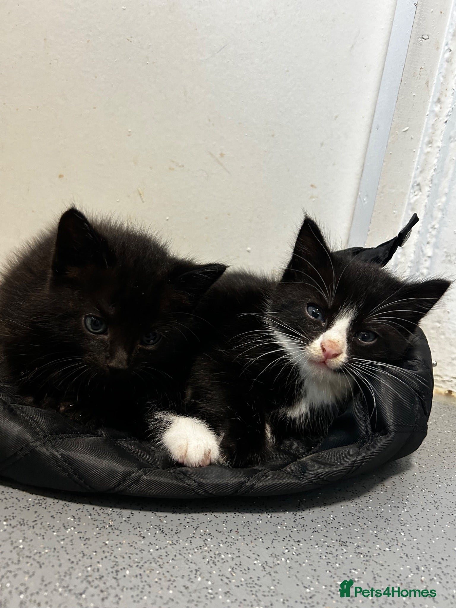 British Shorthair cats 3 Male Black / Black White Kittens - Advert 17