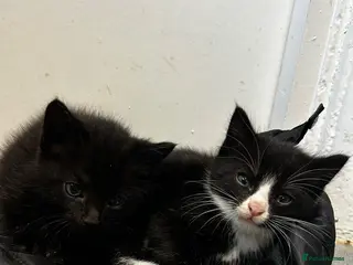 British Shorthair cats 🚨READY FROM TODAY🚨 1 Black / 2 Black&White - Advert 1