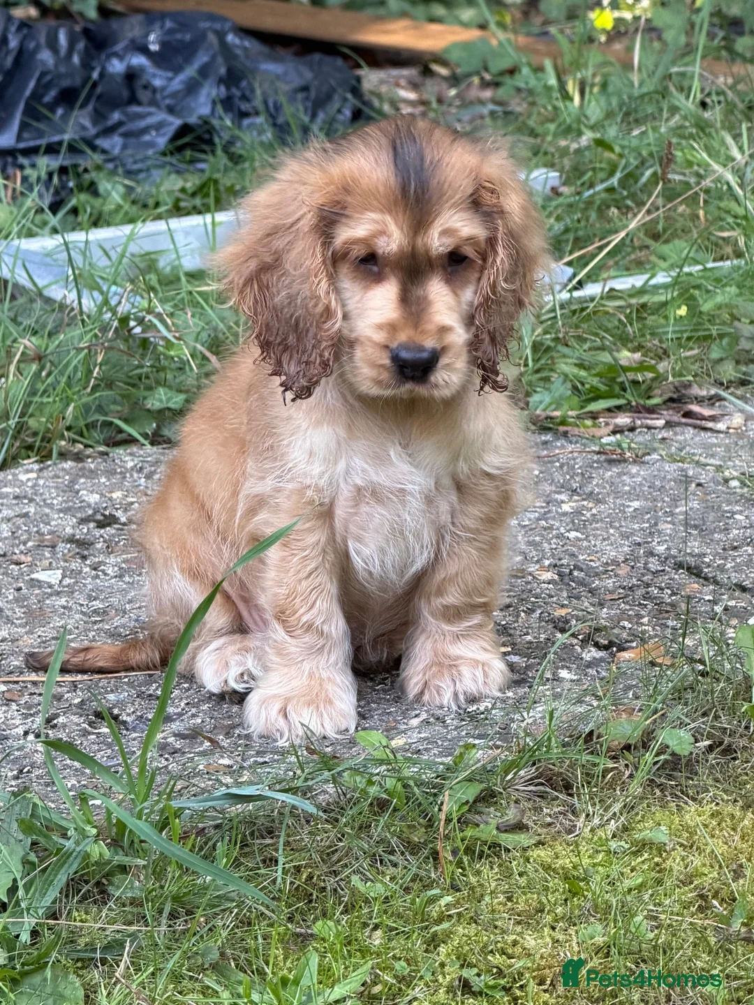 Cocker Spaniel dogs for sale: Cocker spaniel show type  - Advert 2