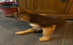 German Shepherd dogs for sale: Liver and tan German shepherds - Image 9