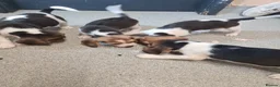 Beagle dogs for sale: 4 beagle puppies - Advert 5