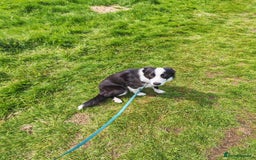 Border Collie dogs for sale: Dog for rehoming - Image 8