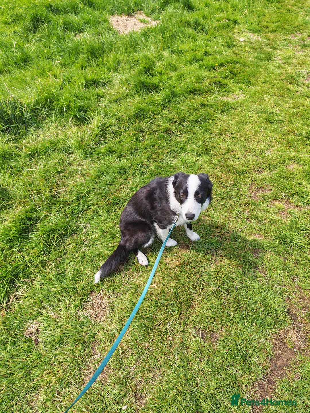 Border Collie dogs for sale: Dog for rehoming - Image 8