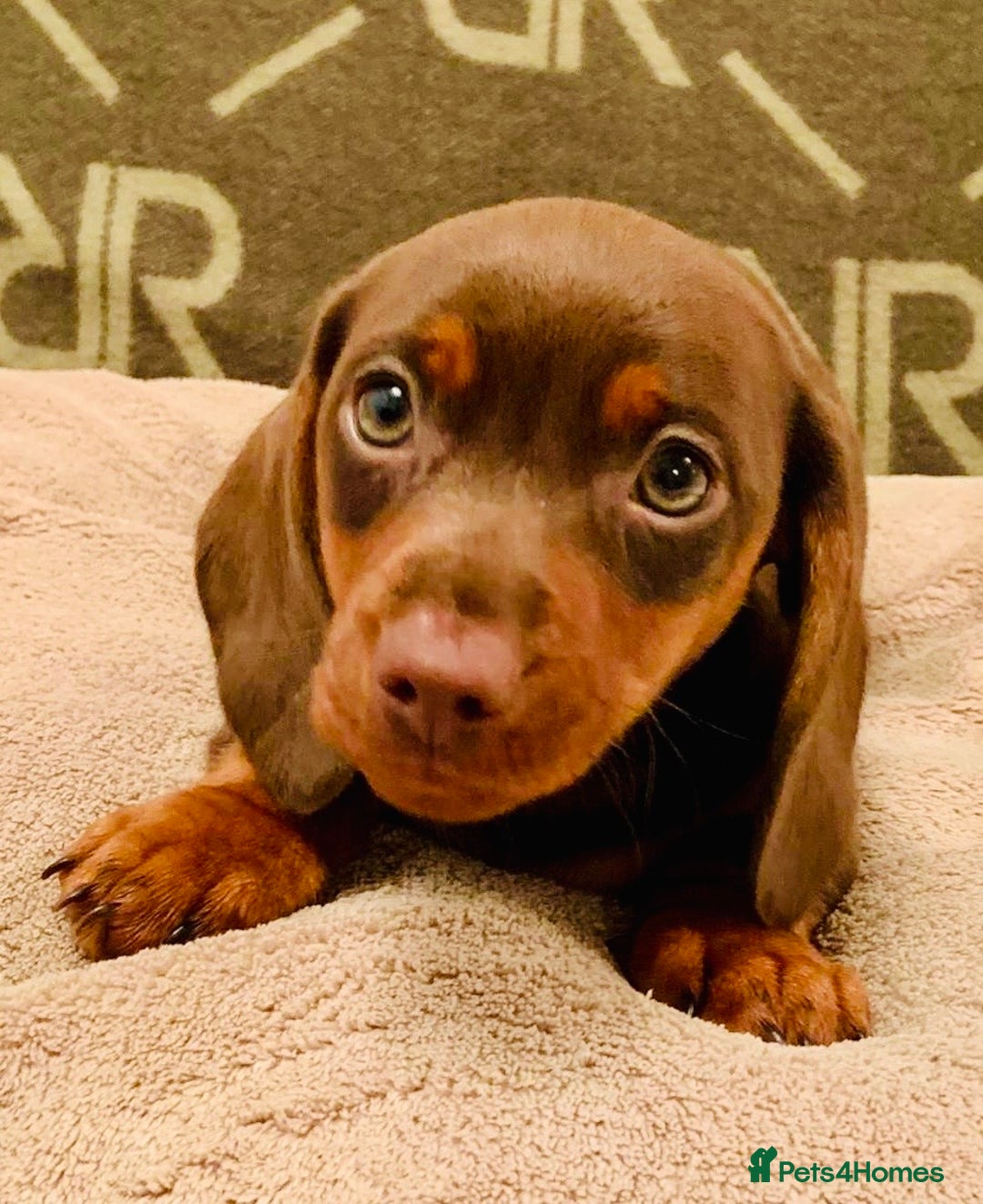 Miniature Dachshund dogs for sale: *READY NOW* PRA CLEAR Kc Reg Choc & Tan Mini Dachs - Advert 5