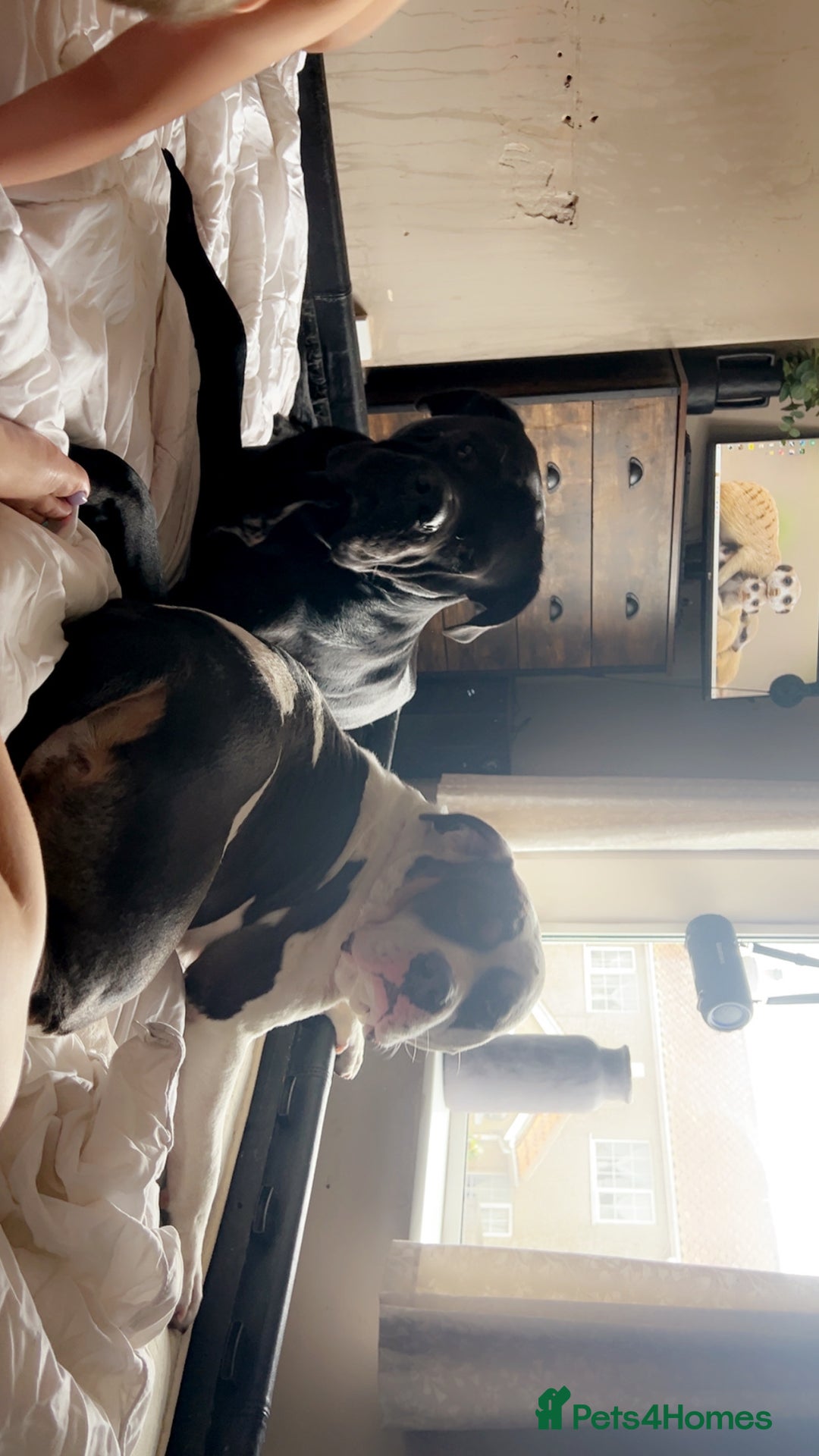 American Bulldog dogs for sale: Female (spayed) American bulldog  - Image 5