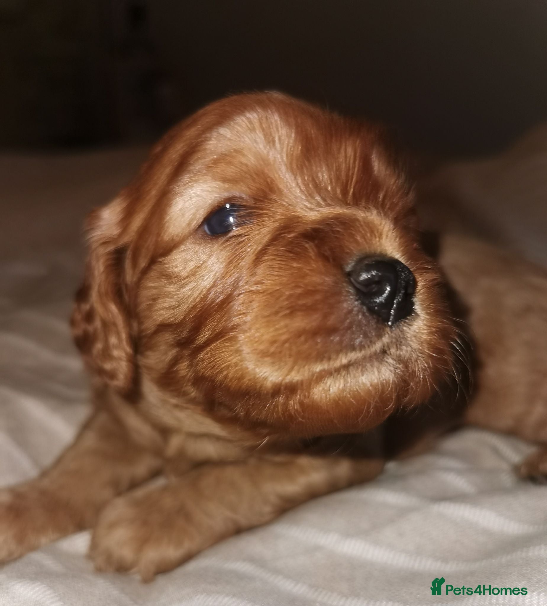 Cavapoo dogs Extensively health tested F1b Cavapoo puppies  - Advert 15