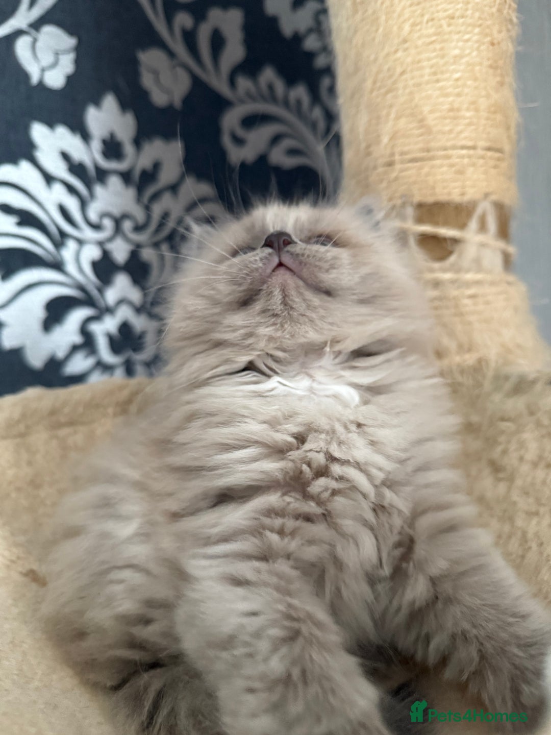 Ragdoll cats for sale: 2 Elegant Champion Bloodline Siblings  - Advert 11