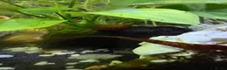 Barbs fish for sale: Full tank and set up for sale Everything included  - Advert 12