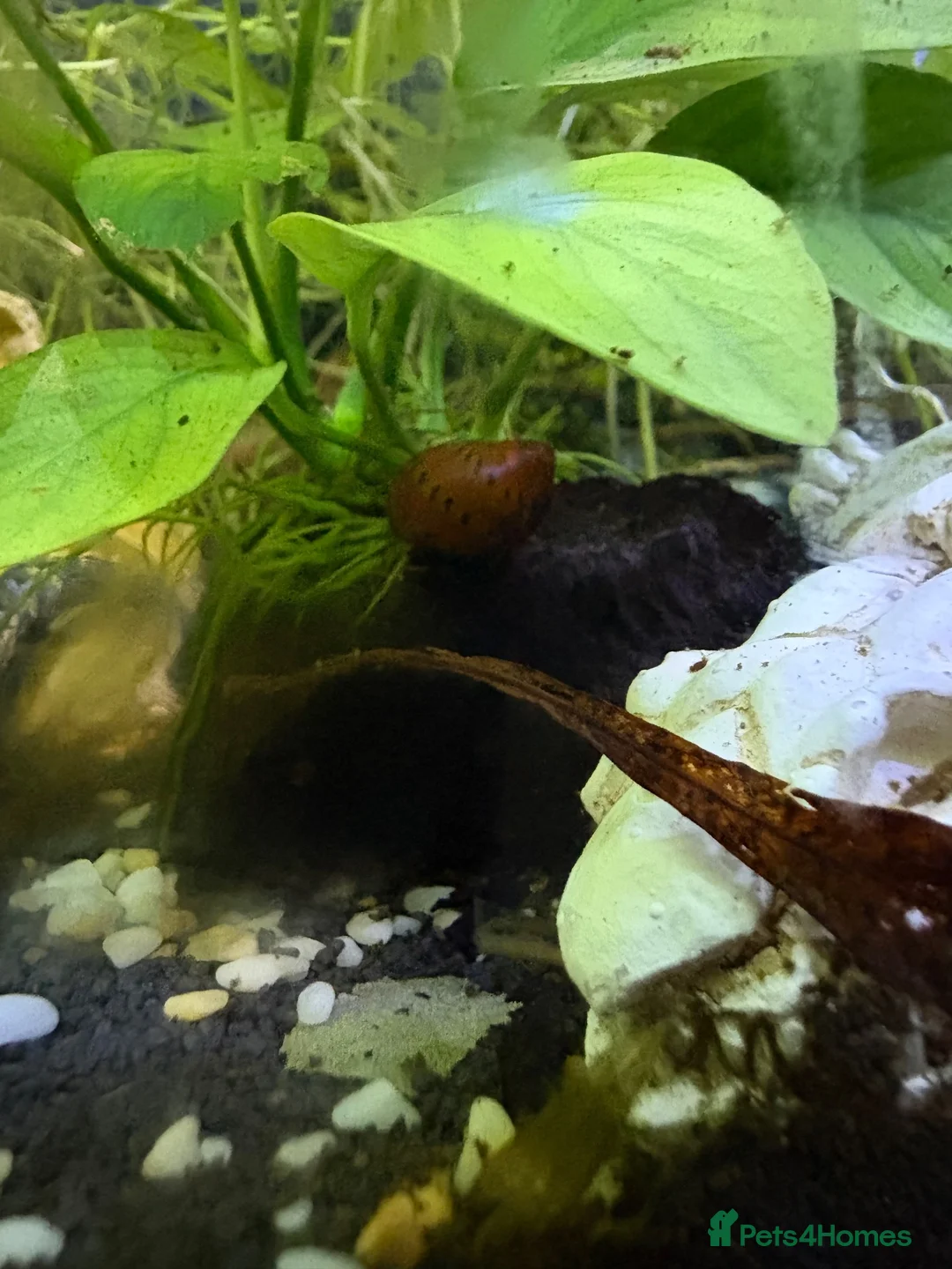 Barbs fish for sale: Full tank and set up for sale Everything included  - Advert 12