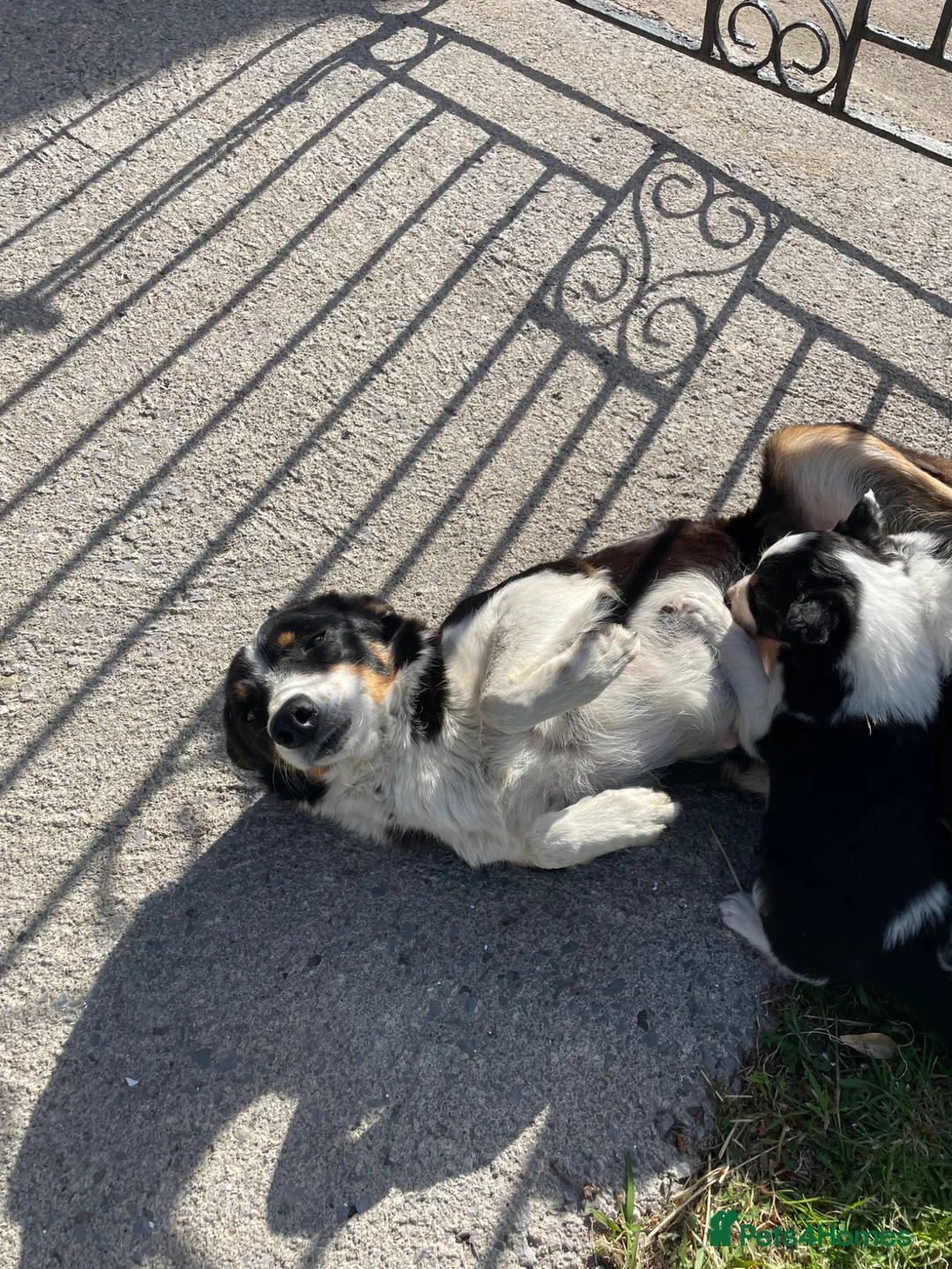 Border Collie dogs for sale: 4 Border Collie Puppies  - Advert 2