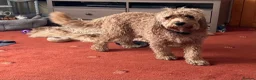 Cockapoo dogs for sale: 2 year old Cockapoo in Ayr - Advert 2