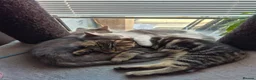 Maine Coon cats for sale: 💥😻 READY NOW 1 LEFT Mainecoon x ragdoll 😻💥 - Advert 6