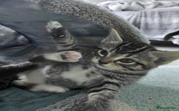 Maine Coon cats for sale: Kittens for sale half main coon - Image 20