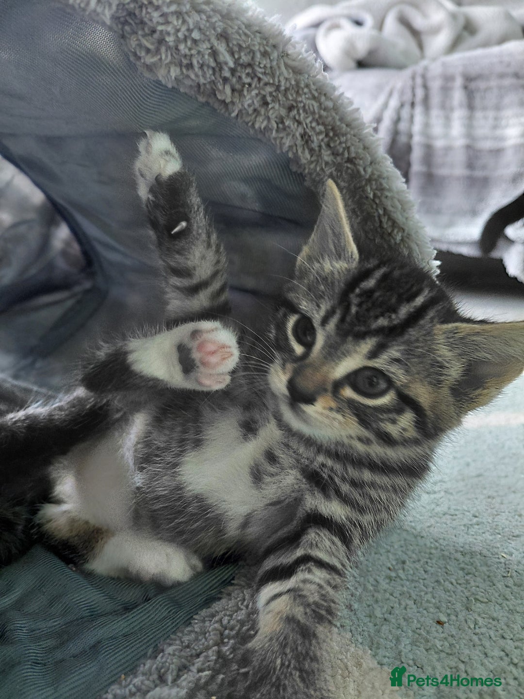 Maine Coon cats for sale: Kittens for sale half main coon - Image 20