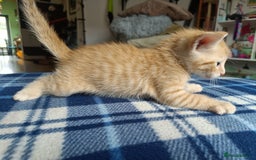 Mixed Breed cats for sale: Calico Mum, Tabby Dad kittens for sale - Image 15