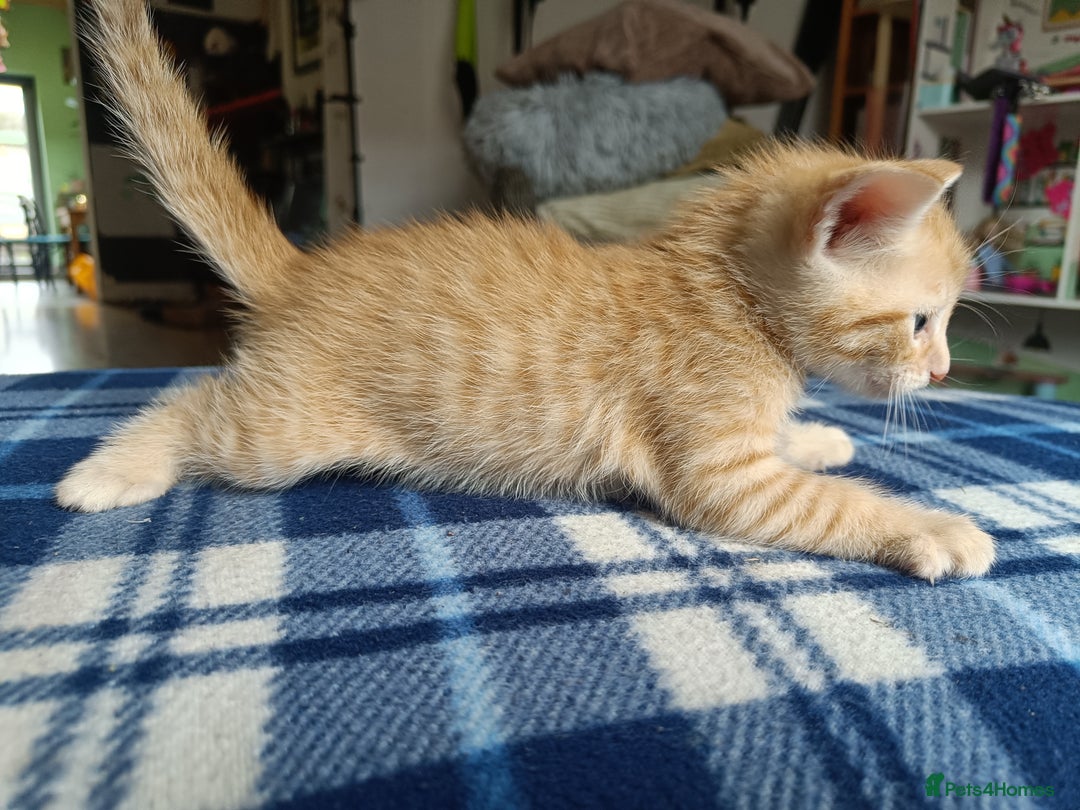 Mixed Breed cats for sale: Calico Mum, Tabby Dad kittens for sale - Image 15
