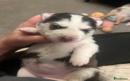 Pomsky dogs for sale: Stunning f2 pomsky babies  - Advert 6