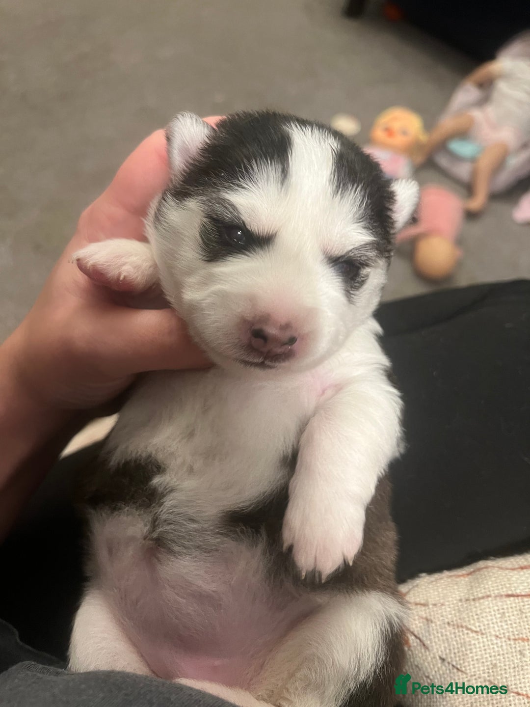 Pomsky dogs for sale: Stunning f2 pomsky babies  - Advert 6