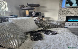 Maine Coon cats for sale: Gorgeous maincoon kittens - Image 6