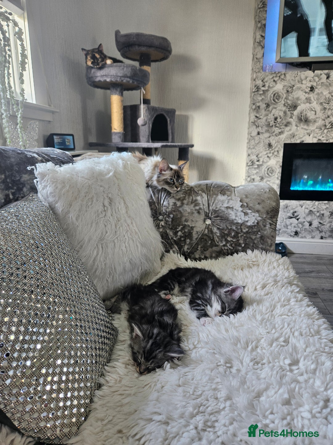 Maine Coon cats for sale: Gorgeous maincoon kittens - Image 6
