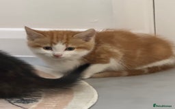 European cats for sale: Kittens 🐱  - Image 8