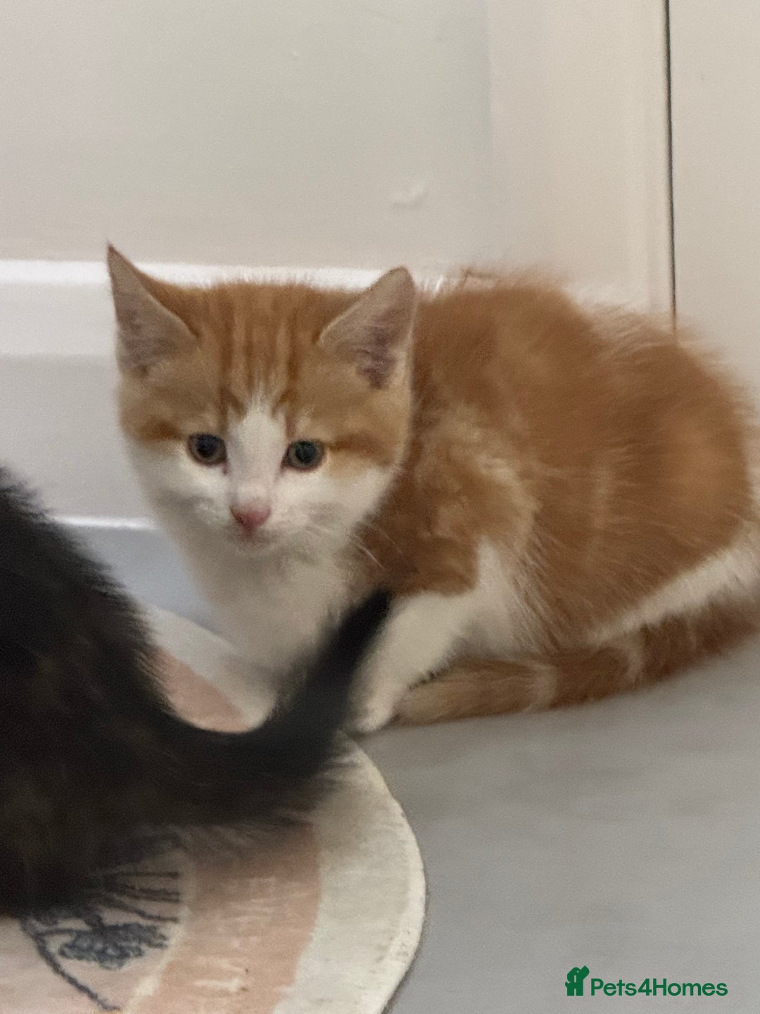 European cats for sale: Kittens 🐱  - Image 8