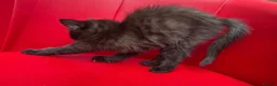 Mixed Breed cats for sale: Big Litter Big Love ❤️  - Advert 6