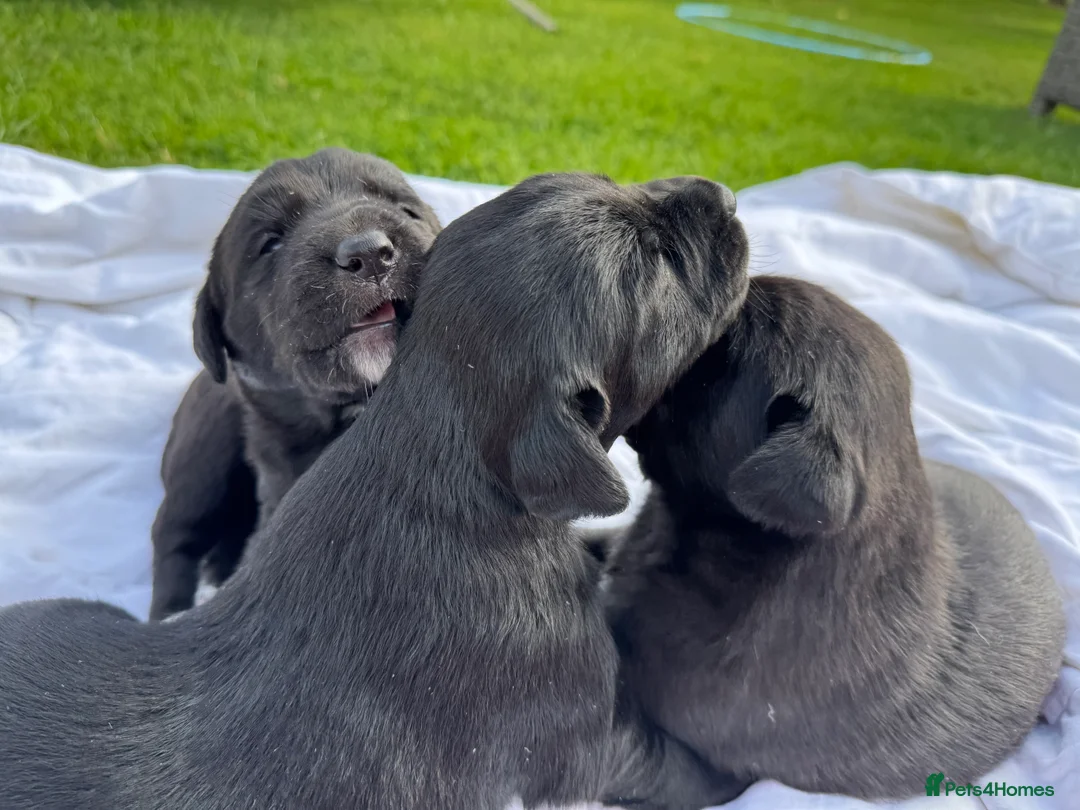 Mixed Breed dogs for sale: Labrador cross in Bridport - Advert 2