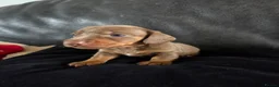 Miniature Dachshund dogs for sale: Puppies in Wirral - Advert 5
