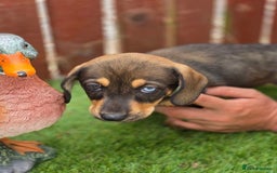 Mixed Breed dogs for sale: Husky cross dashound  - Image 2