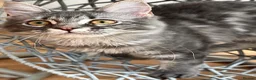 Maine Coon cats for sale: Beautiful GCCF Registered Maine Coon Kittens - Advert 10