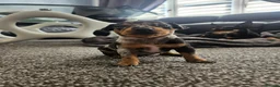 Miniature Pinscher dogs for sale: Miniature Pincher with Prague Ratter lineage - Advert 14