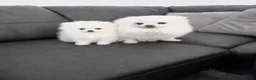 Pomeranian dogs for sale: Ice White🏆Russian Bloodlines 🐻‍❄️ - Advert 7