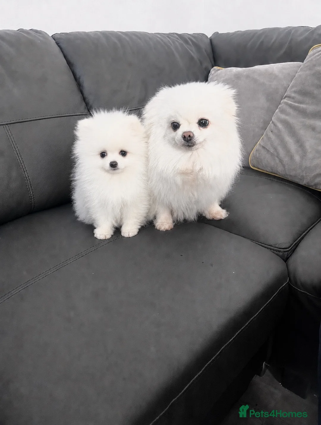 Pomeranian dogs for sale: Ice White🏆Russian Bloodlines 🐻‍❄️ - Advert 7