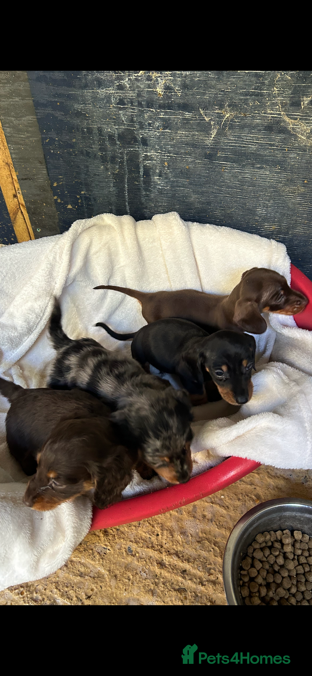Dachshund dogs for sale: Miniature dashhounds  - Image 1